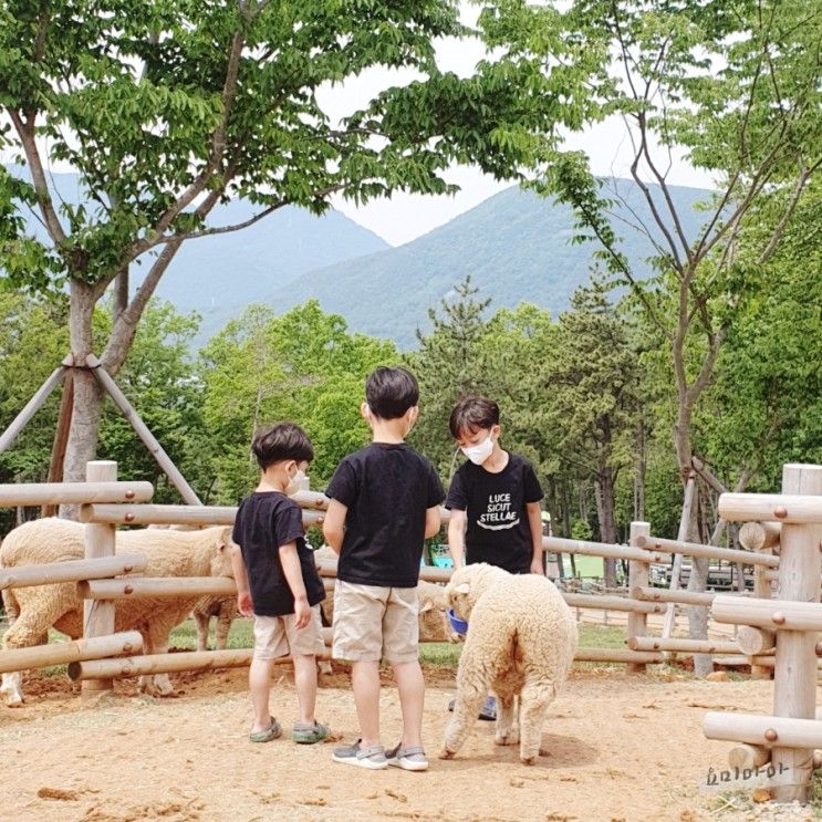 거제 아이와 가볼만한곳 추천, 거제 숲소리 공원 도토리놀이터 양떼목장