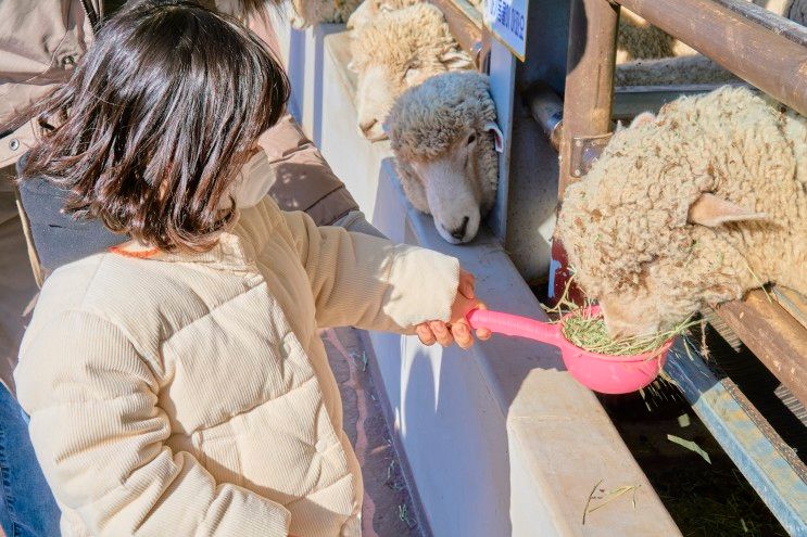 거제 숲소리공원 아이와 가볼만한곳 양떼목장 도토리놀이터 🐑 겨울비추! (+봉봉키즈)