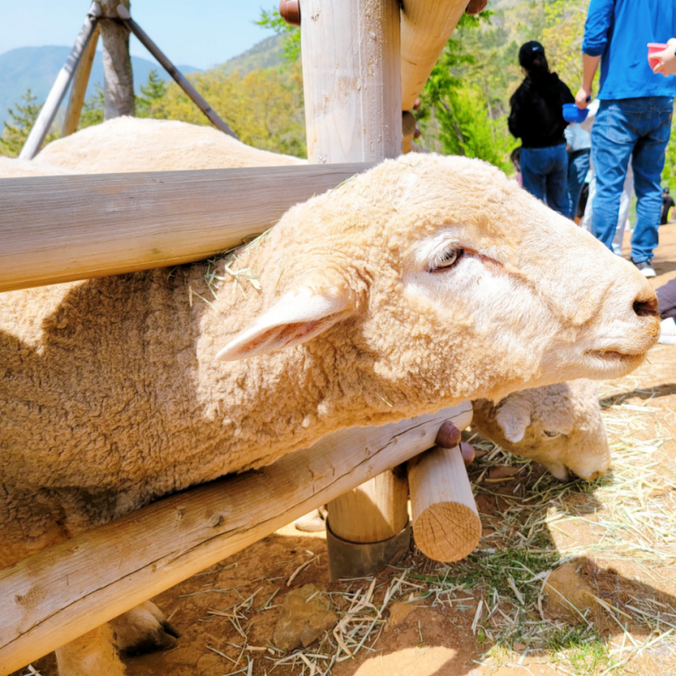 거제 아이와 가볼만한곳 숲소리공원 양떼목장