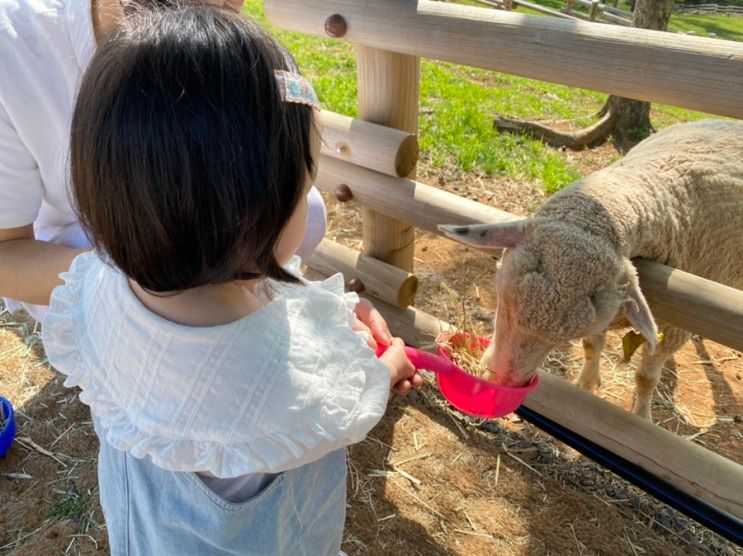 거제 아이와 가볼만한곳 양떼목장 먹이주기체험 숲소리공원