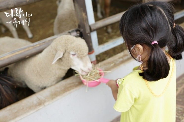 거제도 아이와 가볼만한곳 숲소리공원 : 숲놀이터 + 양떼목장