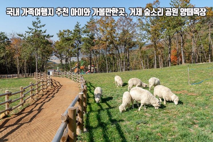 국내 가족여행지 추천 아이와 가볼만한곳 거제 숲소리공원 양떼목장