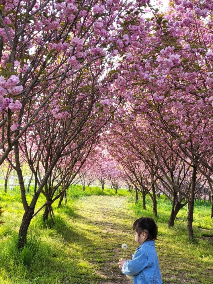 당진 아그로랜드 태신목장  겹벚꽃 아이와 가볼만한 곳으로 추천해요!