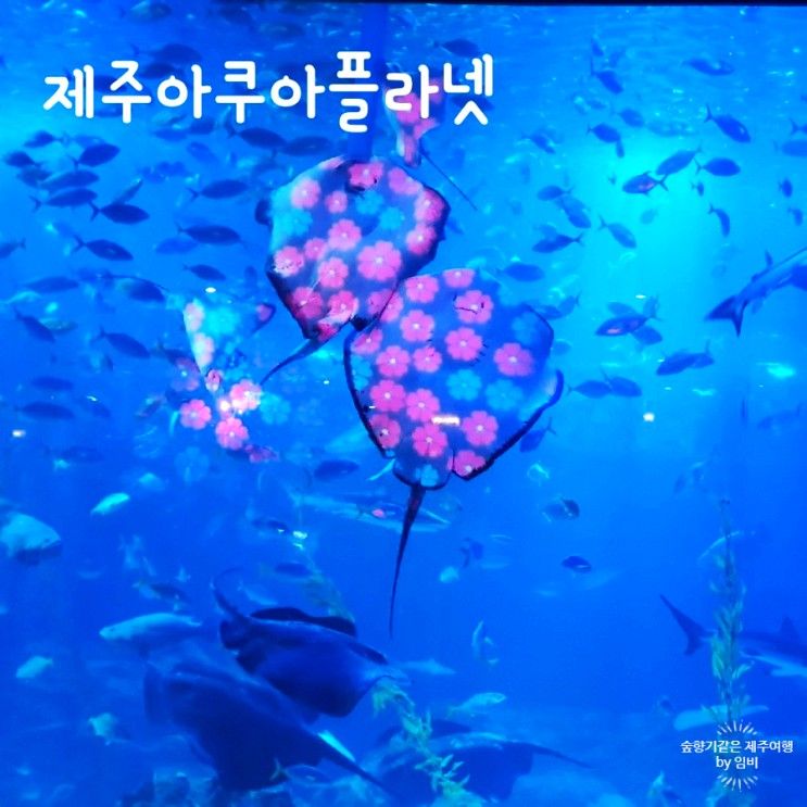 [제주도 아이랑가볼만한곳] 제주 아쿠아 플라넷 오션아레나 공연