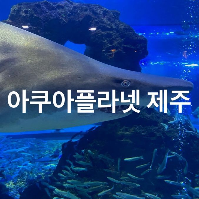 아쿠아플라넷 제주 : 할인, 오션아레나 공연시간 등 아쿠아리움...