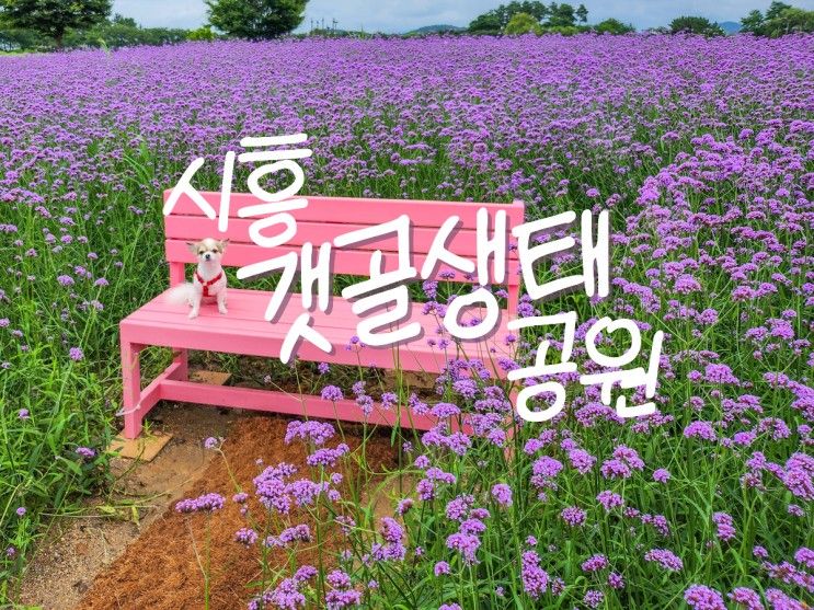 라일락버베나 핀 시흥갯골생태공원 (애견산책하기좋은공원)