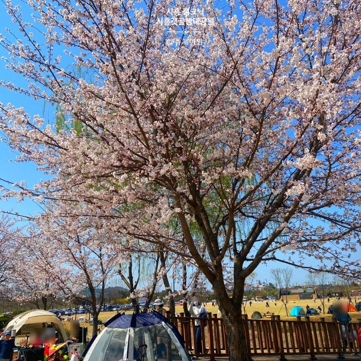 시흥 갯골 생태공원 늦은 벚꽃 ,서울근교 그늘막 텐트 캠프닉