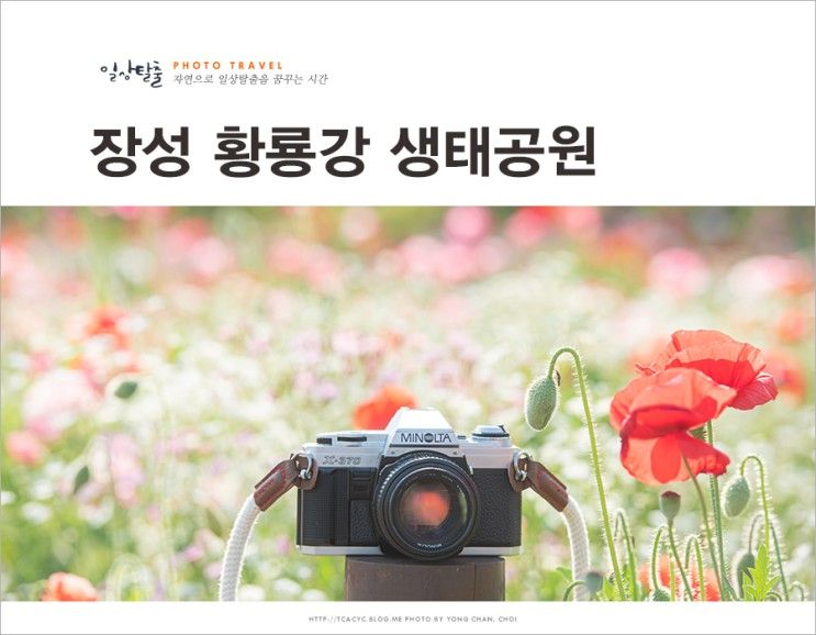 전남 꽃구경 장성 황룡강 생태공원 꽃길 봄축제 사진찍기...