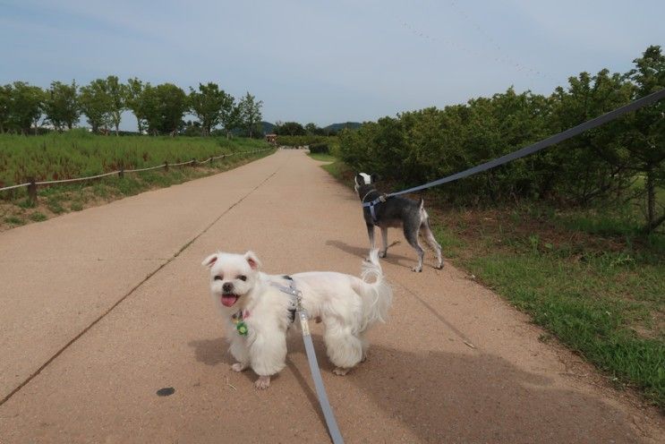강아지 공원, 강아지랑 갈만한곳 시흥 갯골생태공원