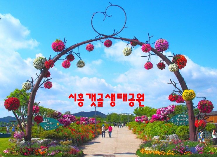 시흥갯골생태공원의 양귀비꽃, 유채꽃 등의 풍경들