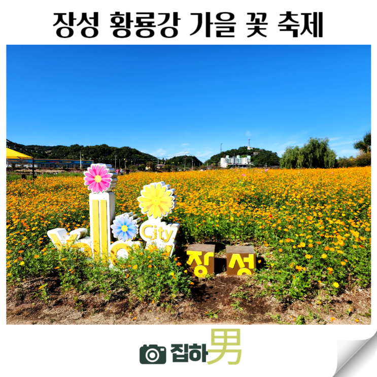 장성 황룡강 생태공원 가을꽃축제 일정 주차 정보 축제 준비가...