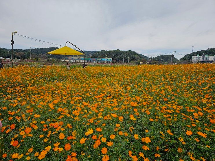 장성 황룡강 가을꽃 축제가 개최될 황룡강 생태공원 산책