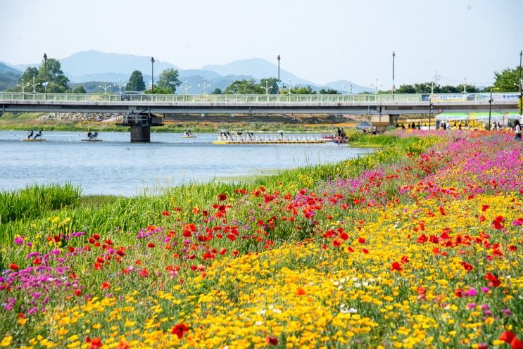 장성 황룡강 생태공원 꽃길축제 & 장성 평림댐 장미공원