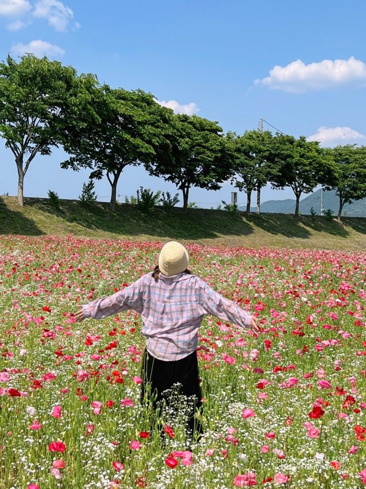 꽃길여행! 황룡강생태공원 장성호출렁다리 홍길동테마파크