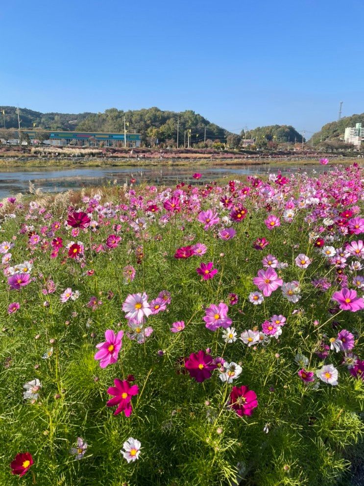 장성 황룡강 생태공원 가을꽃축제는 끝났지만 꽃길은 ing
