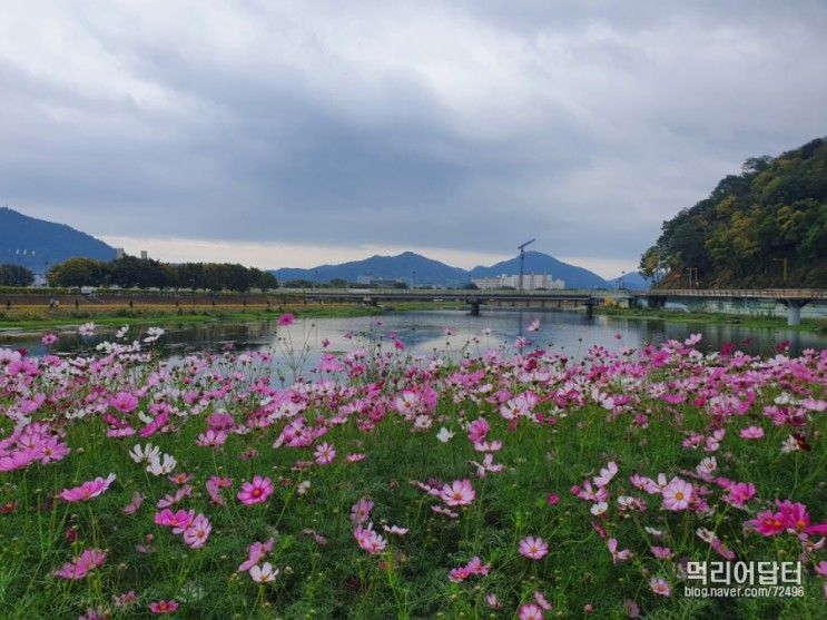 장성 황룡강 생태공원에서 가을 꽃 구경하기
