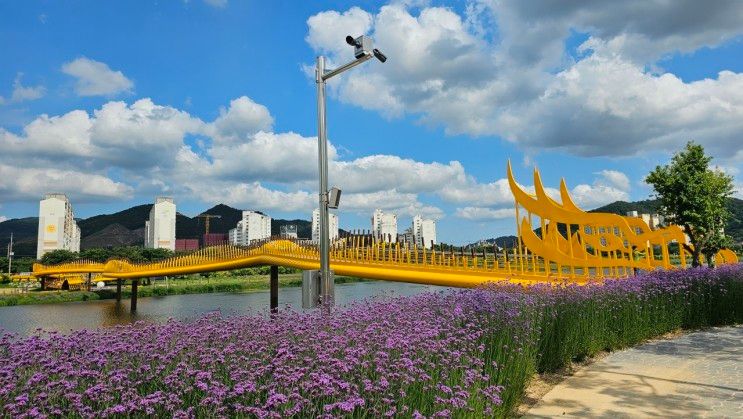 장성 황룡강 생태공원 꽃길 걷기