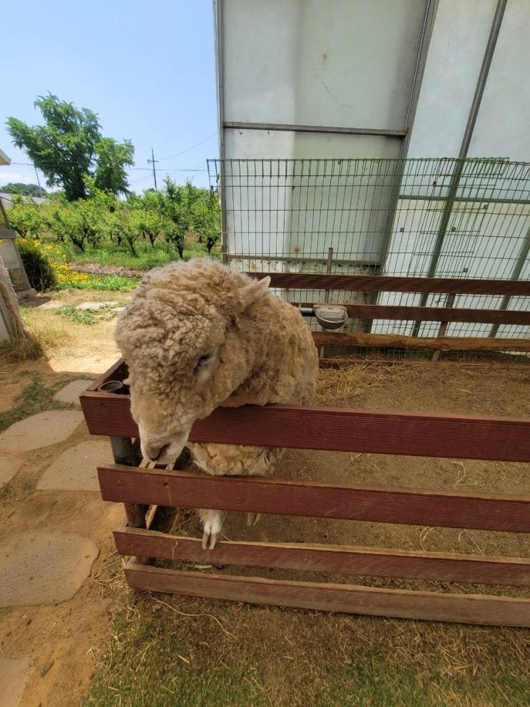 서산 가볼 만한 곳 곤충생태체험관 벅스앤미 동물 먹이주기