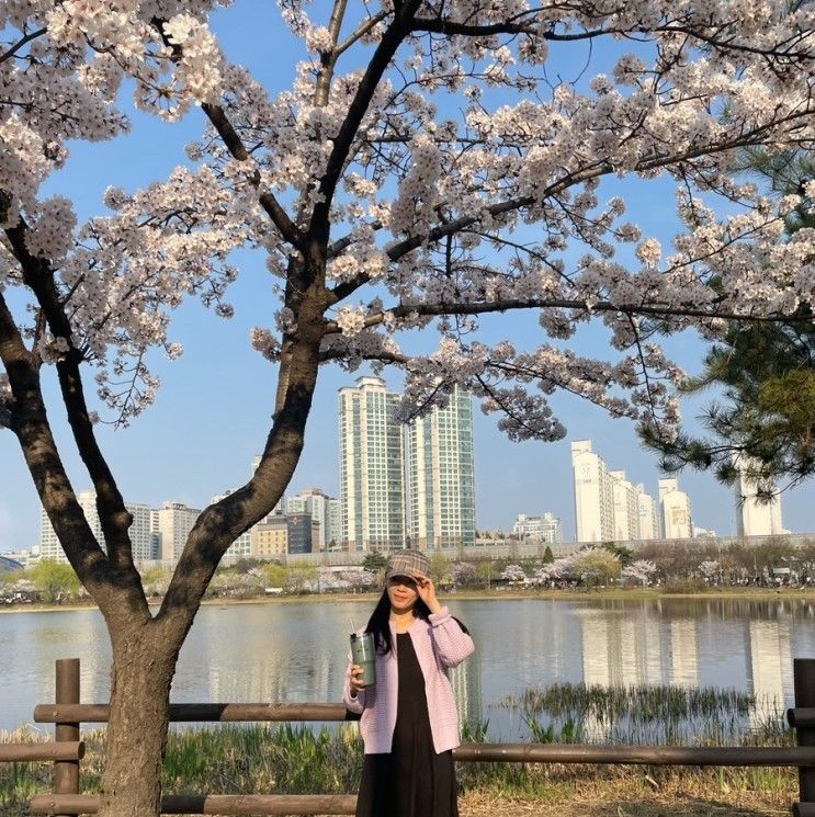 상동호수공원 벚꽃 피크닉. 주말 만개 중!