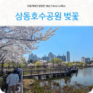 부천 가볼만한곳 상동호수공원 벚꽃 지금 만개