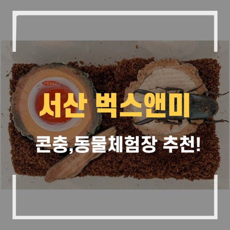 [서산 음암] 벅스앤미 곤충생태체험 동물들 만나기 먹이주기...