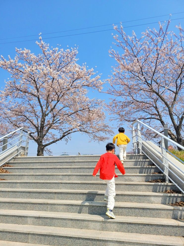 [서산 해미벚꽃]아이와함께 4월,해미천 벚꽃축제 미리 즐기기♬