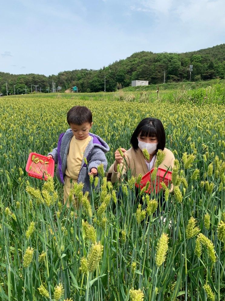 울산 환희목장 후사랑밀크 아이체험(피자만들기, 소먹이주기...