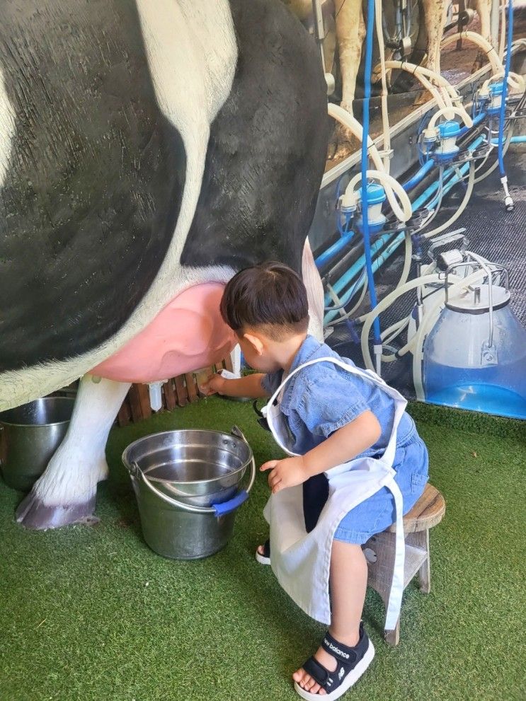 울산/부산근교 두돌 아기랑 가볼만한 후사랑밀크 젖소...