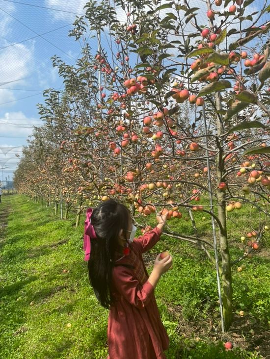 김포 아이와 가볼만한 곳 사과나무 농장 애플프렌즈팜