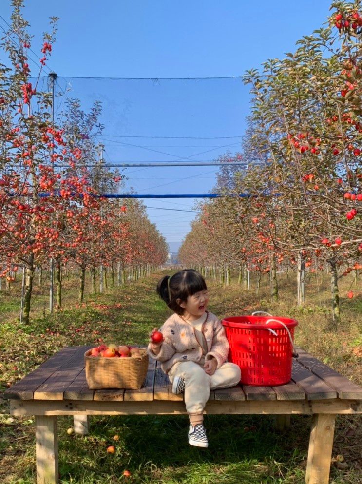 [김포 아이랑 갈만한 곳] 미니 사과따기 체험 : 애플프렌즈팜