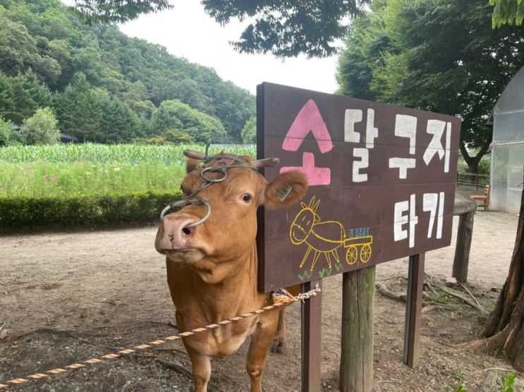 수원 근교 드라이브’용인 한터농원’ 아이랑 같이가기좋은...