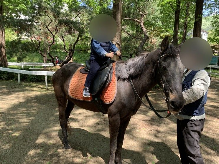 [용인]한터농원(조랑말타기체험)