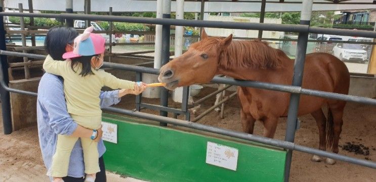 동물먹이주기 체험, 승마 가능한 "한터조랑말농장" "한터농원"