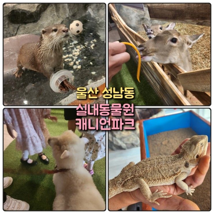 울산 성남동 실내동물원 키즈카페 캐니언파크 l 어린이날 행사...