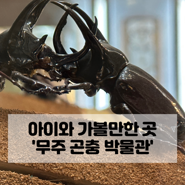 무주 곤충 박물관 아이와 가볼 만한 곳 반디랜드 야외 놀이터...