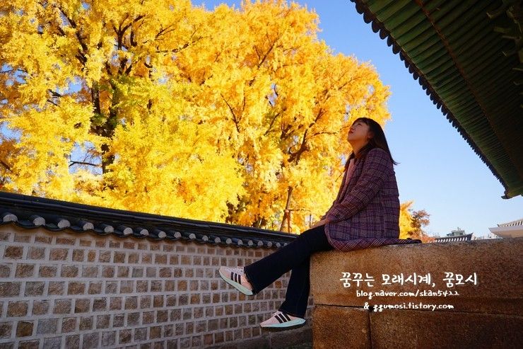 <서울 가볼만한곳> 성균관 명륜당 은행나무