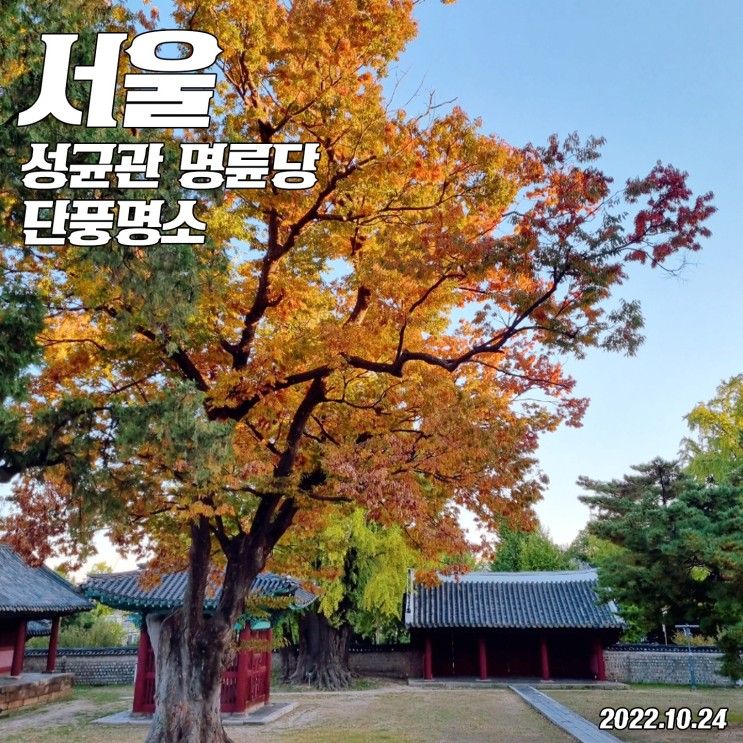 명륜당 : 단풍명소? 아직 아니에요 (10.24기준)/ 주차/ 아이와가...