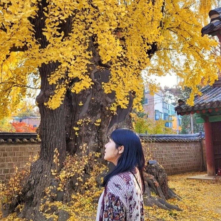 [나여기] 성균관 명륜당 은행나무가 너무 예쁜 곳.