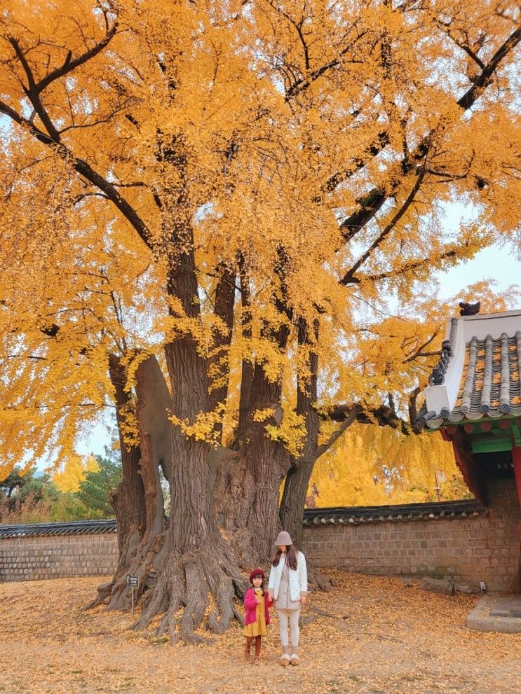 서울 성균관대학교 명륜당 은행나무 명소 딸이랑데이트