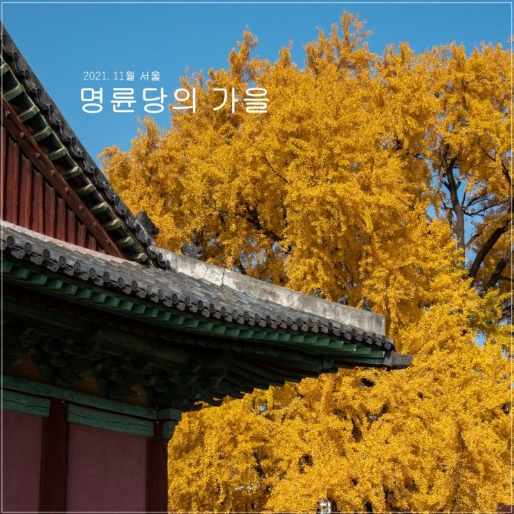 서울 단풍명소 명륜당 은행나무, 서울 가볼만한곳...