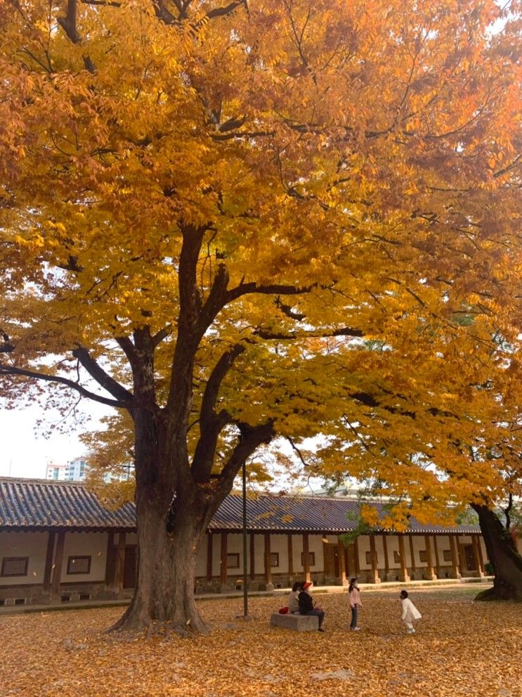 서울에서 단풍구경하기 정말 좋은 곳! 성균관대학교 명륜당