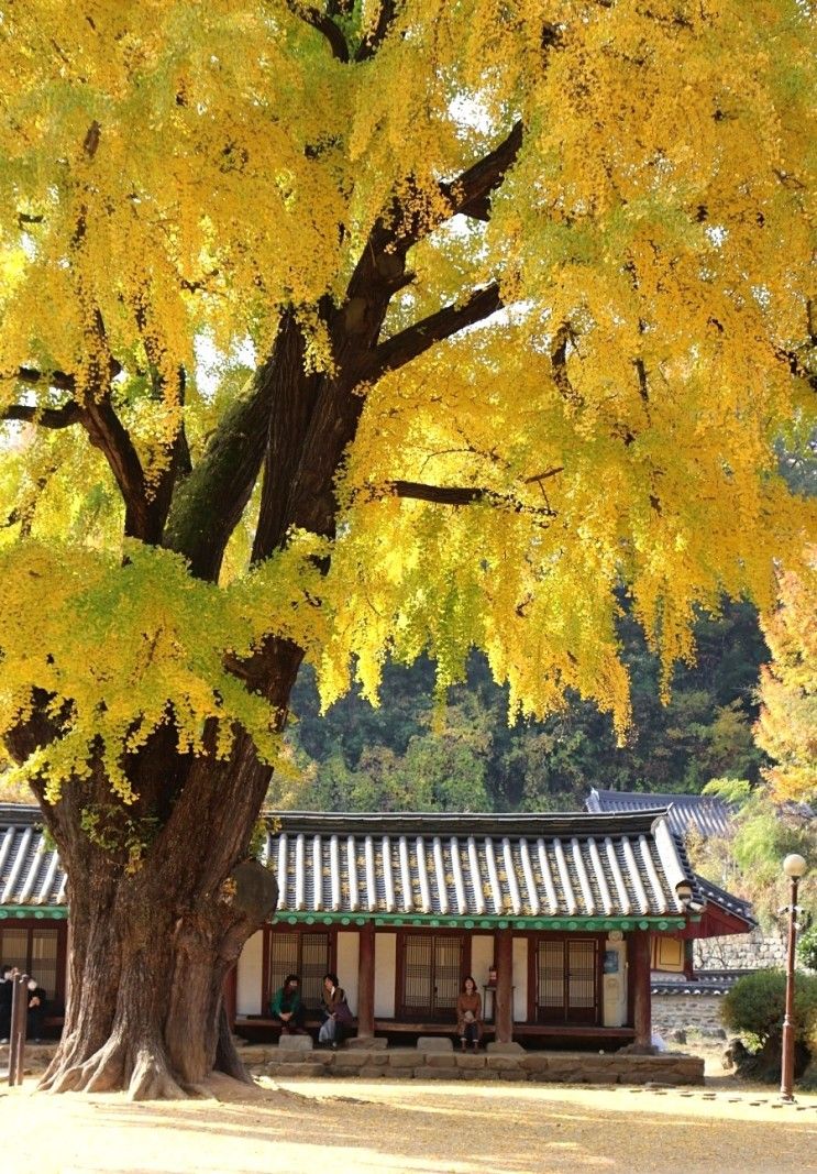 전주 향교 은행나무 명륜당 지금 절정