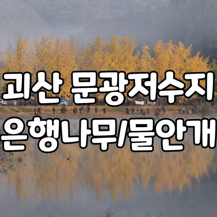 충북 『괴산 문광저수지』 은행나무 길 가을 가볼만한곳 풍경 물안개 반영 (10월 27일)