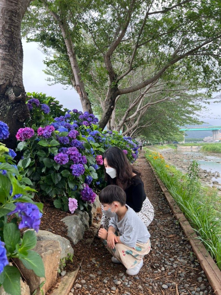 통영 아이랑가볼만한곳 (광도천 수국축제/디피랑)