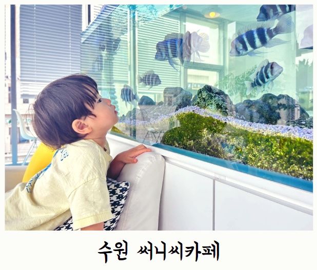 수원 아기랑 실내 물고기 카페 써니씨카페 주차 팁 및 후기