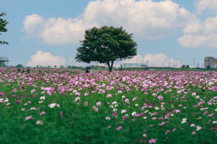 경산 하양유원지(대부잠수교 둔치공원) 코스모스 [A7M4]