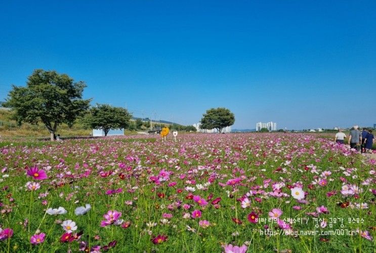 (경산하양)호산대 맞은편 대부잠수교 하양유원지  코스모스 절정