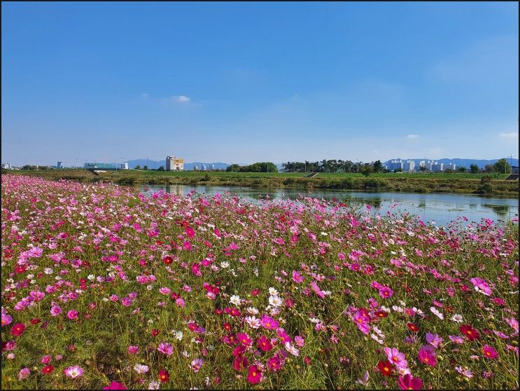 경산 하양 " 대부잠수교 하양유원지 코스모스 "