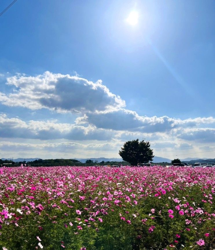 [경산/하양]대구근교코스모스 [하양유원지]