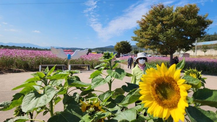 가을 드라이브 산책 포토(금호강 하양유원지 계정숲 안포레카페)